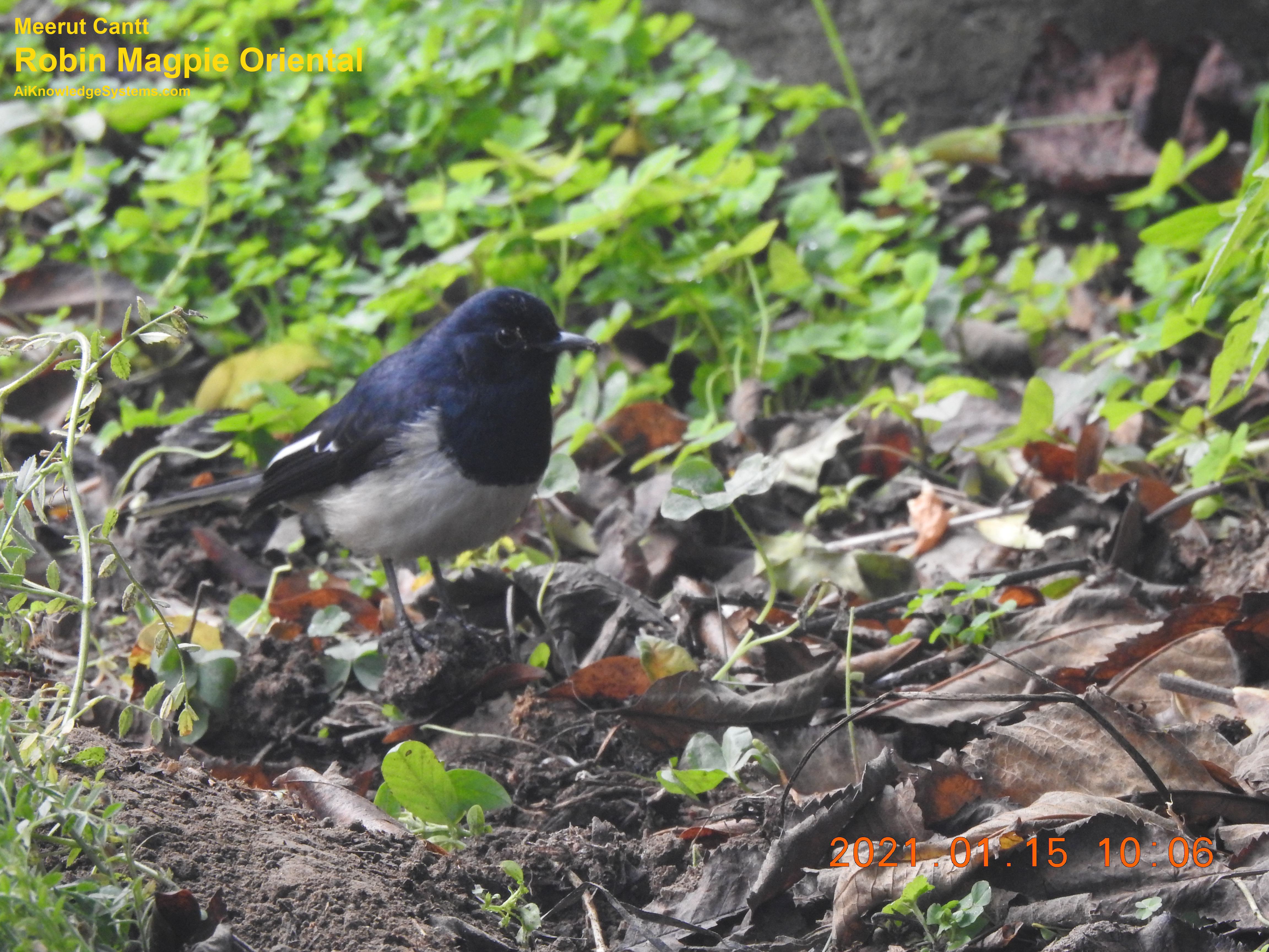 Magpie Robin (84) Coming Soon